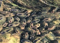 Water Quality and the Freshwater Pearl Mussel