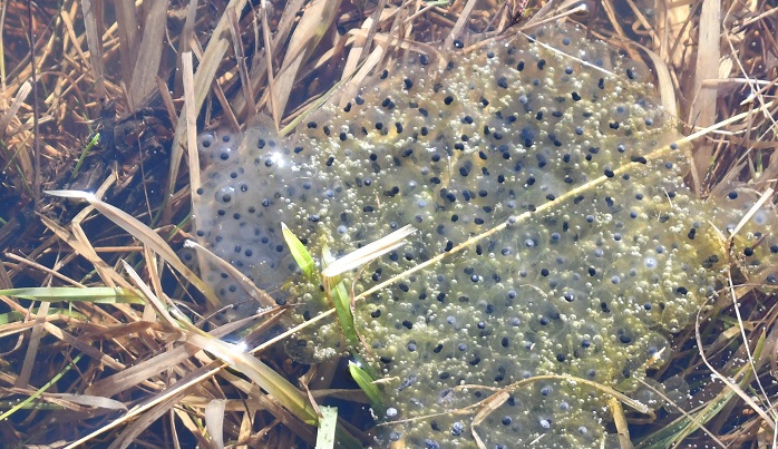 Frogspawn
