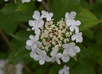 Growing Wild – bluebells and guelder rose