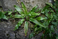 Growing Wild – Harts Tongue and Hazel
