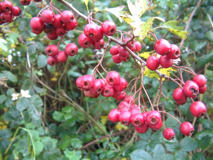 Haws