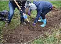 Consider planting a hedge this Spring
