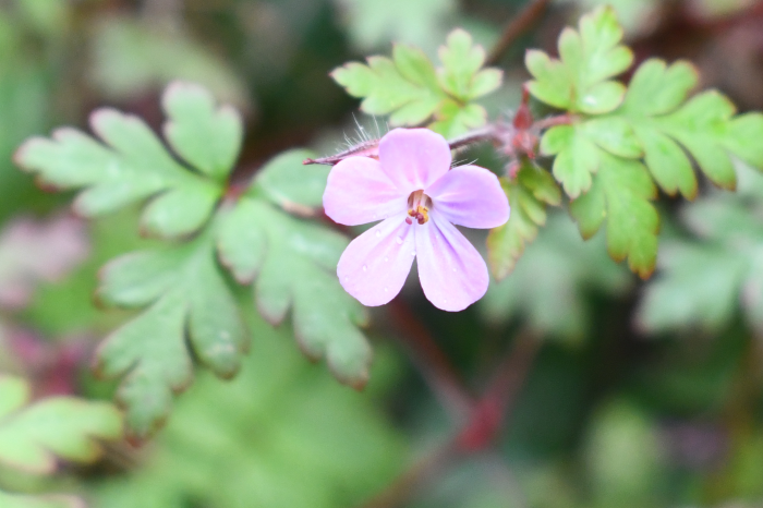 Herb Robert