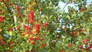 A noble of the wood – plant a holly for the future