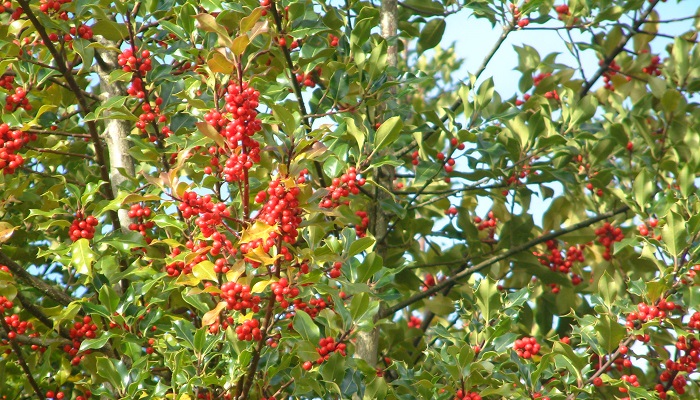 A noble of the wood - plant a holly for the future
