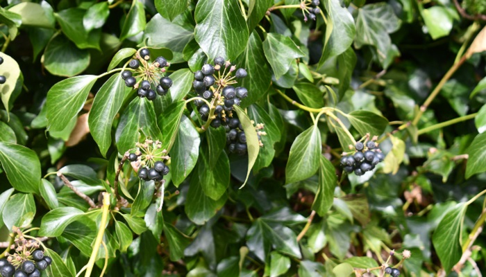 Ivy berries and leaves
