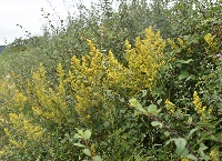 Growing wild – Privet and Lady’s Bedstraw
