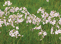 Improving biodiversity on farm