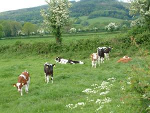 Hedgerow Retention – what every farmer needs to know
