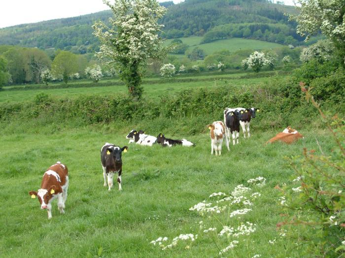 Hedgerow Retention - what every farmer needs to know