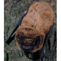 Bats and their habitats