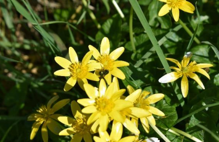 Lesser Celandine