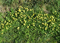 Growing Wild: Lesser Celandine and Ivy berries