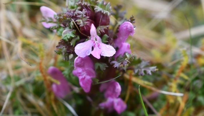 Lousewort