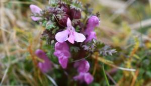 Growing Wild: Lousewort and Meadow Foxtail