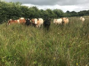 Controlling Rushes – No spraying!