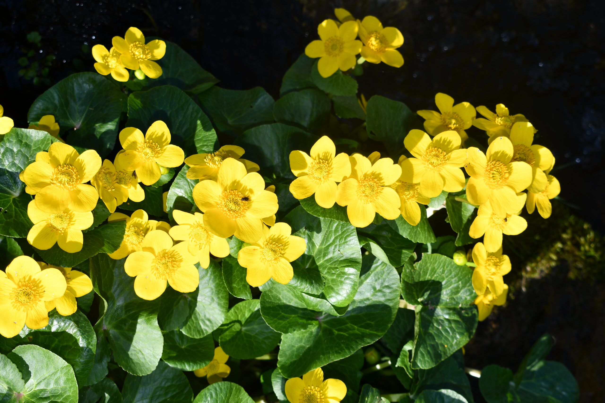 Marsh marigold