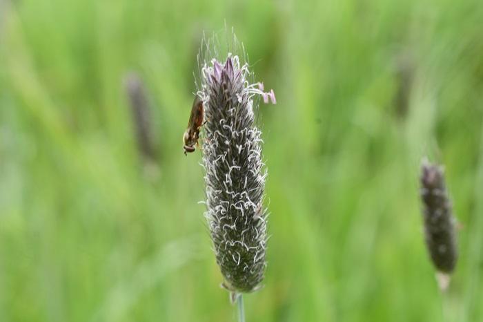 Meadow foxtail