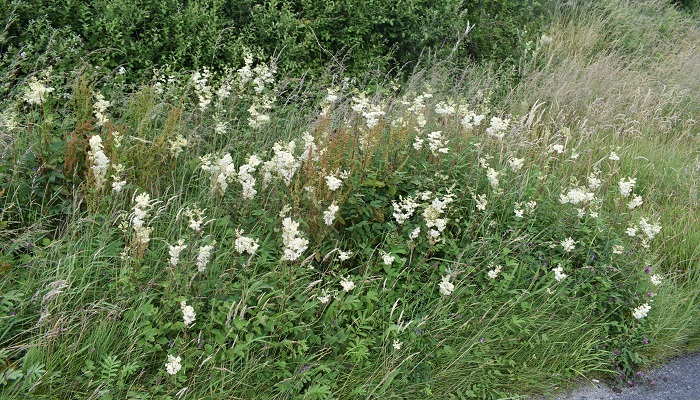Meadowsweet