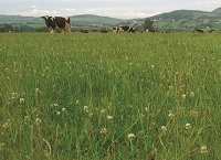 Teagasc Opening Statement on Organic Farming to the Oireachtas Committee on Agriculture Food and the Marine – June 22 2021