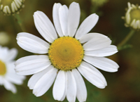 Growing Wild – Meadowsweet, Ox-eye Daisy and Selfheal