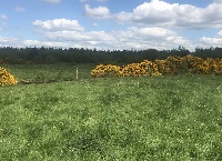 Phosphorus Use on Peat Soils