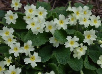 Growing Wild – willow, primrose and lady’s smock