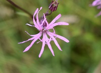 Growing Wild – Elder and Ragged Robin