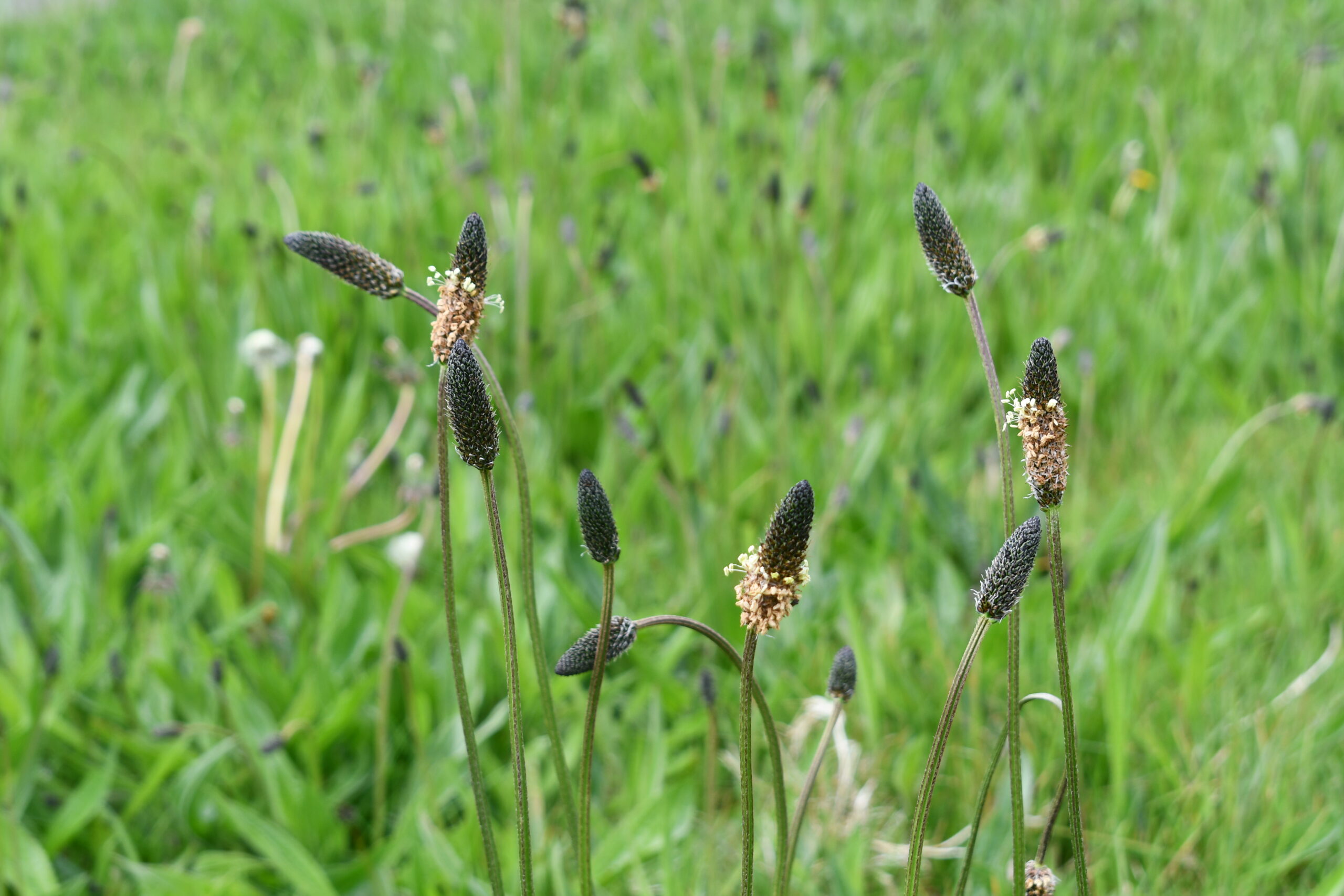 Ribwort plantain