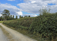 Tillage update: Weather gives reprieve to clear fields and focus on hedgerow management