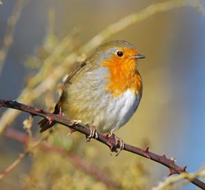 Protect our birds: No hedge cutting in nesting season