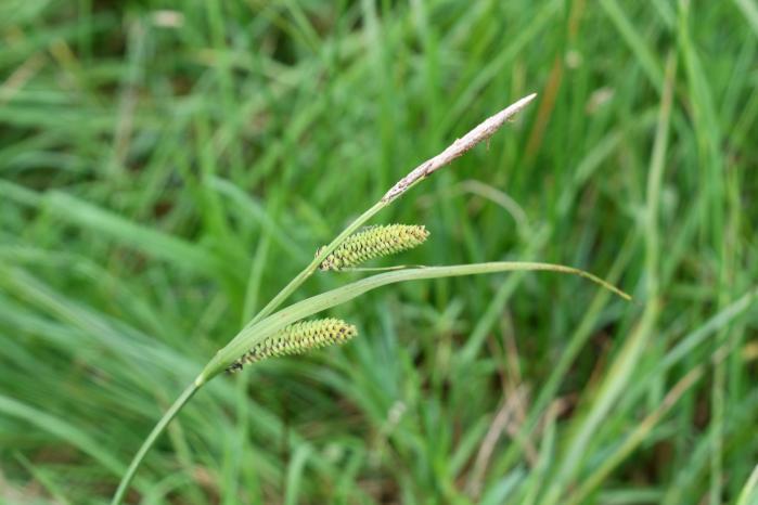Sedges