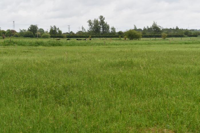 Sedge habitat