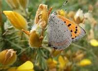 The Importance of Hedgerows for Butterflies – Hedgerow Week 2022