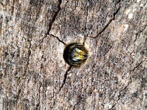 Why Solitary Bees love ‘No Mow May’