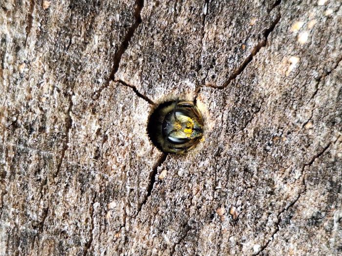 Why Solitary Bees love 'No Mow May'