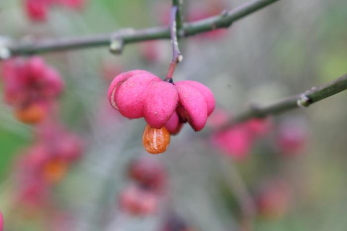 Spindle fruit