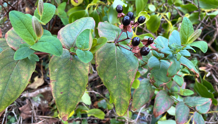 Tutsan