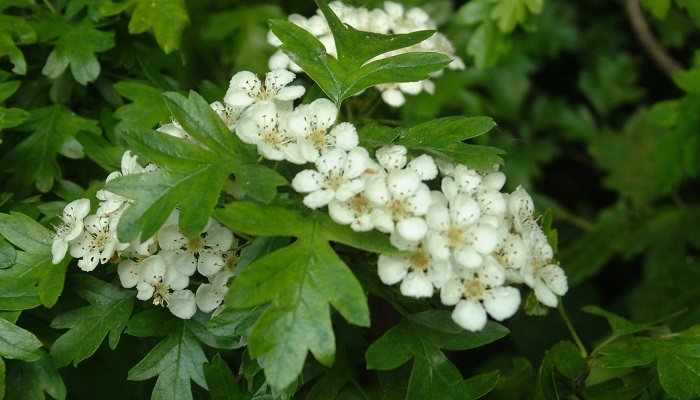 Whitethorn
