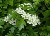 Growing Wild – whitethorn and cow parsley