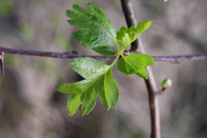 Whitethorn leaves