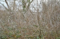 Growing Wild Willow Catkins and Birds Nests