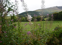 Growing Wild – willowherb and water mint