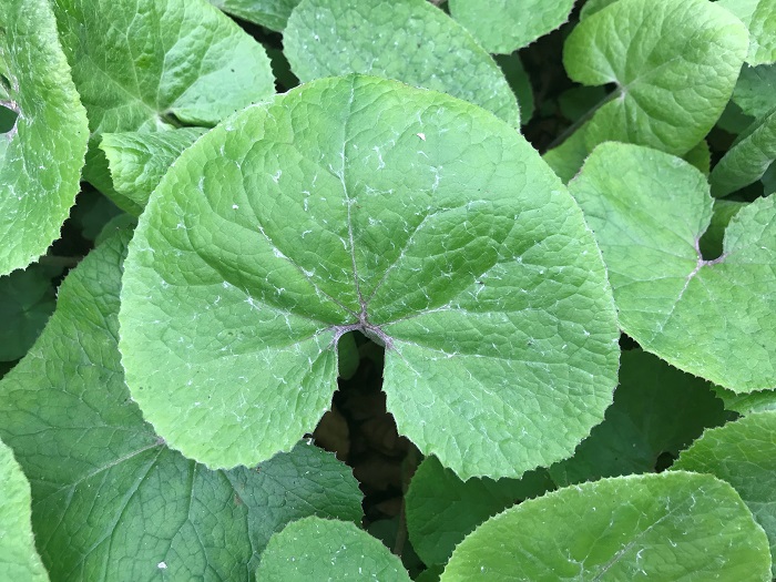 Winter Heliotrope