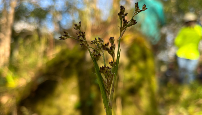 Woodrushes