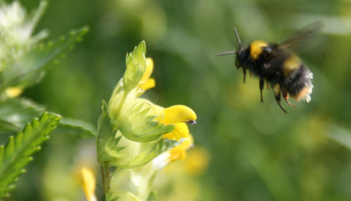 Practical Solutions for Pollinator-Friendly Farming