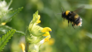 Practical Solutions for Pollinator-Friendly Farming