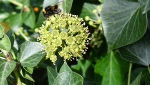 Green Thinking – Plants for Bees