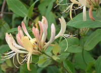 Doing less boosts biodiversity