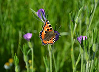 Encouraging Irish butterflies on farmland
